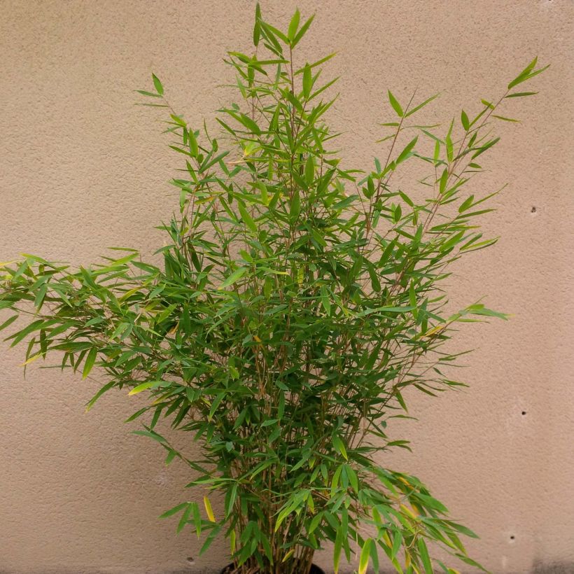 Fargesia Winter Joy - Non-running Bamboo (Plant habit)
