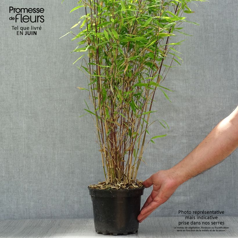 Fargesia Winter Joy - Non-running Bamboo 2L/3L pot sample as delivered in summer