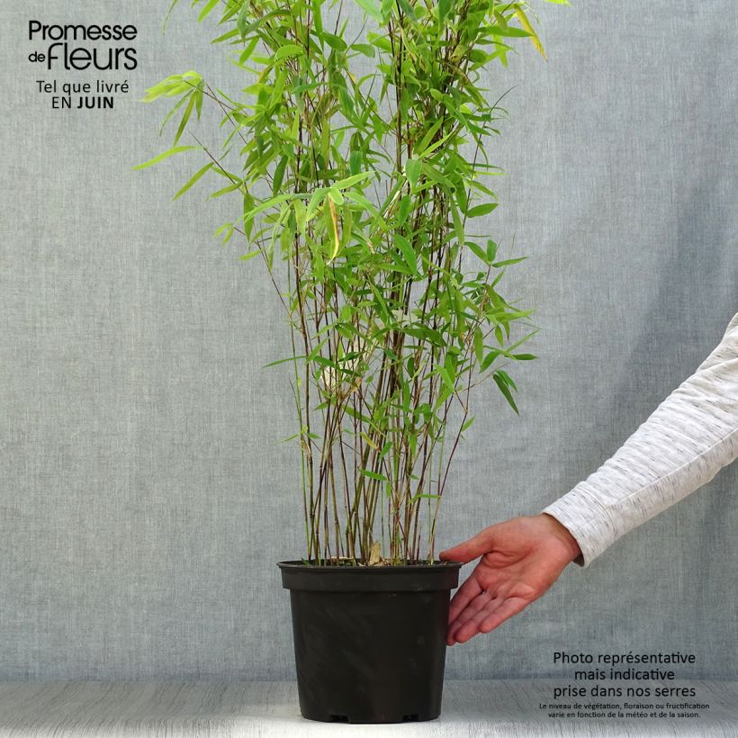 Fargesia Winter Joy - Non-running Bamboo 4L/5L pot sample as delivered in summer