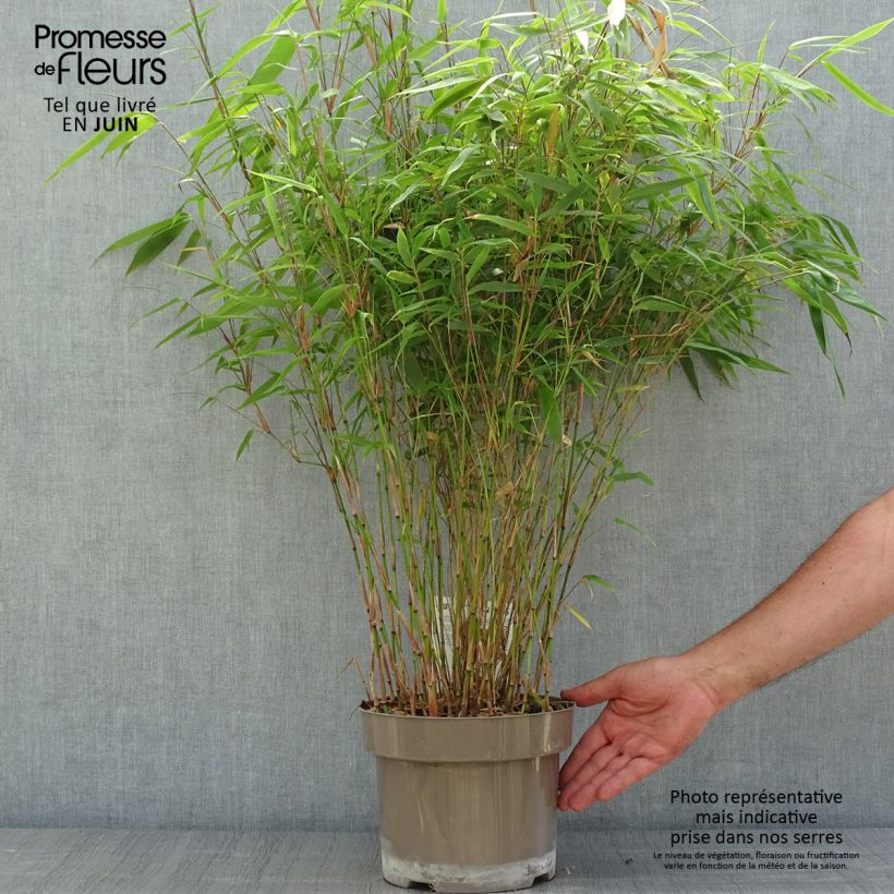 Fargesia angustissima 4L/5L pot sample as delivered in summer