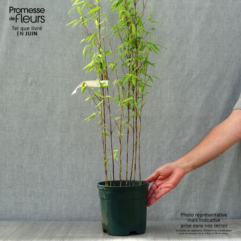 Fargesia demissa Gerry 4L/5L pot sample as delivered in summer