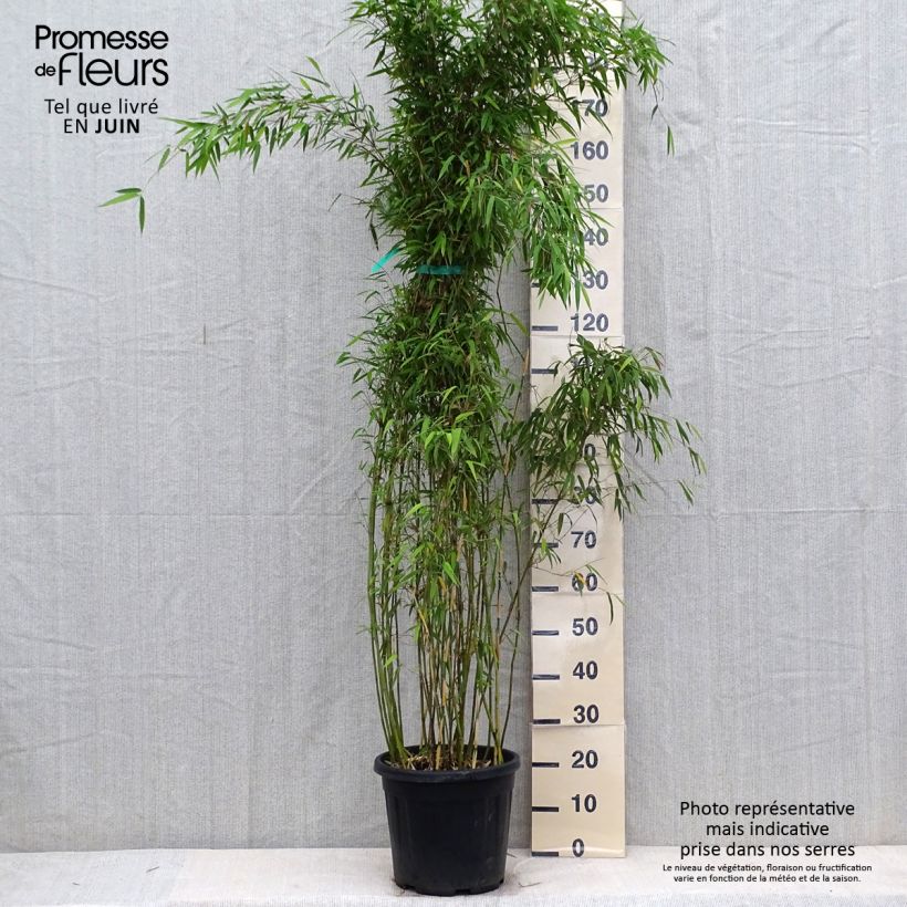 Fargesia denudata Lancaster 1 7.5L/10L pot sample as delivered in summer