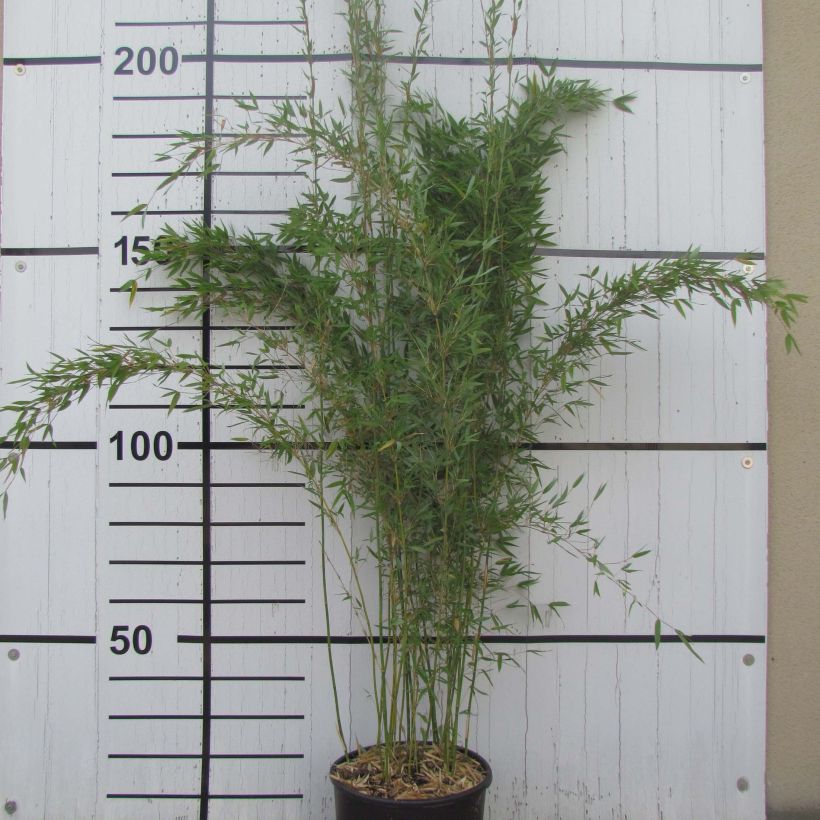 Fargesia denudata Lancaster 1 (Plant habit)