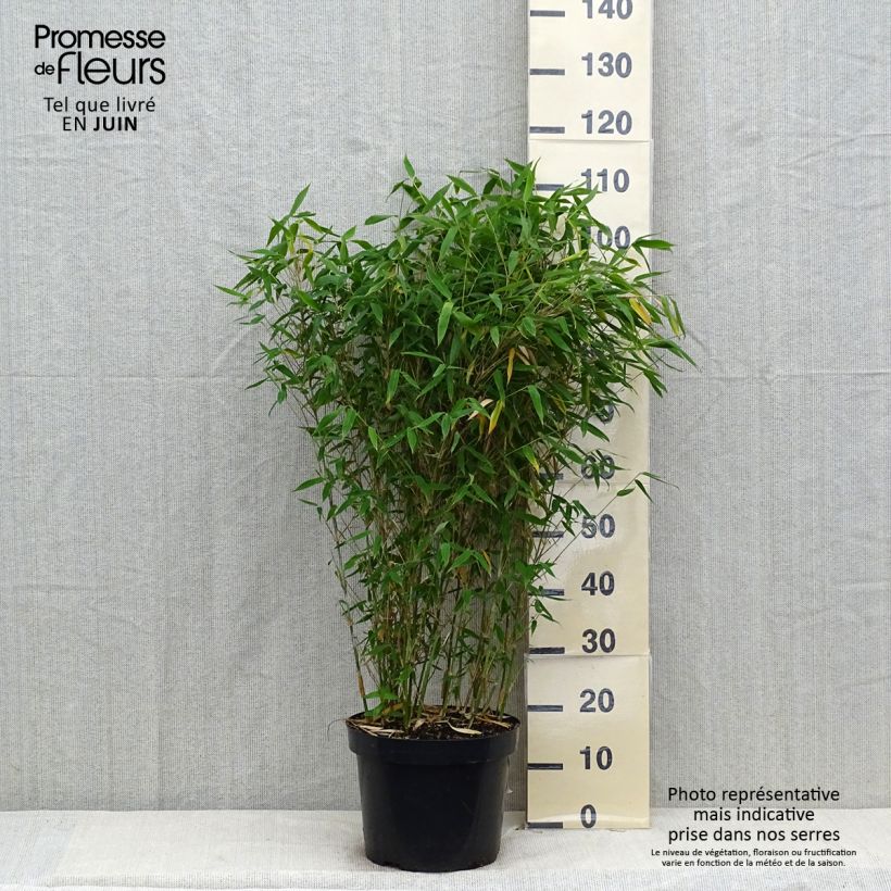 Fargesia murielae Dino - Non-running bamboo 7.5L/10L pot sample as delivered in summer
