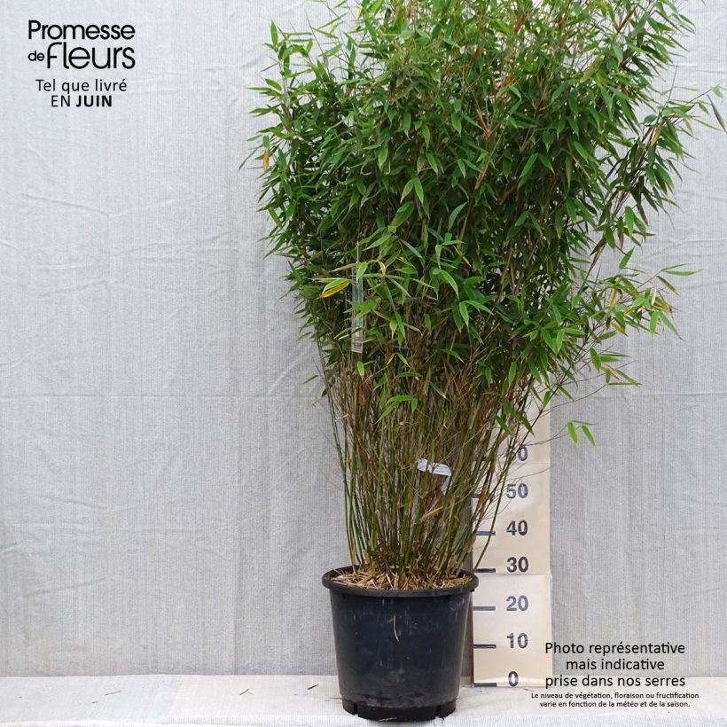 Fargesia murielae Dino - Non-running bamboo 20L/25L pot sample as delivered in summer