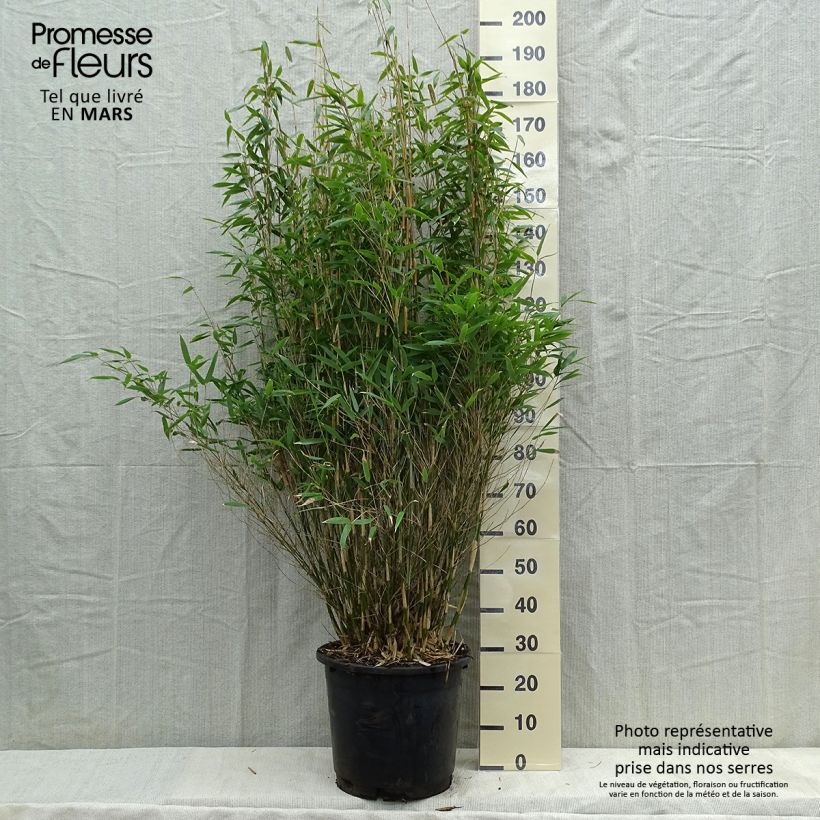 Fargesia murielae Dino - Non-running bamboo sample as delivered in spring