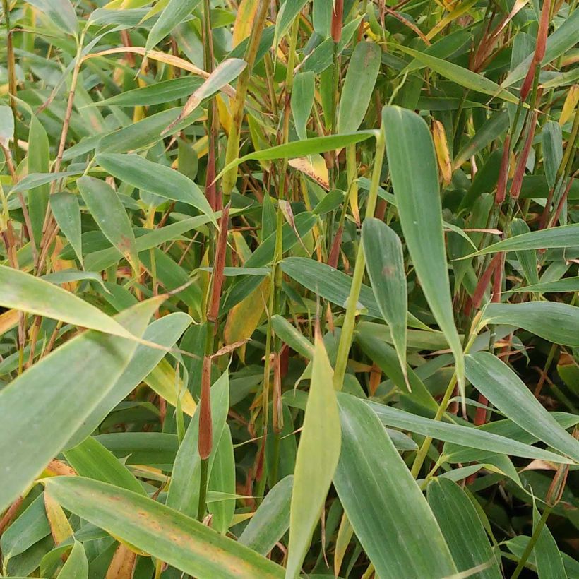 Fargesia murielae Panda (Foliage)