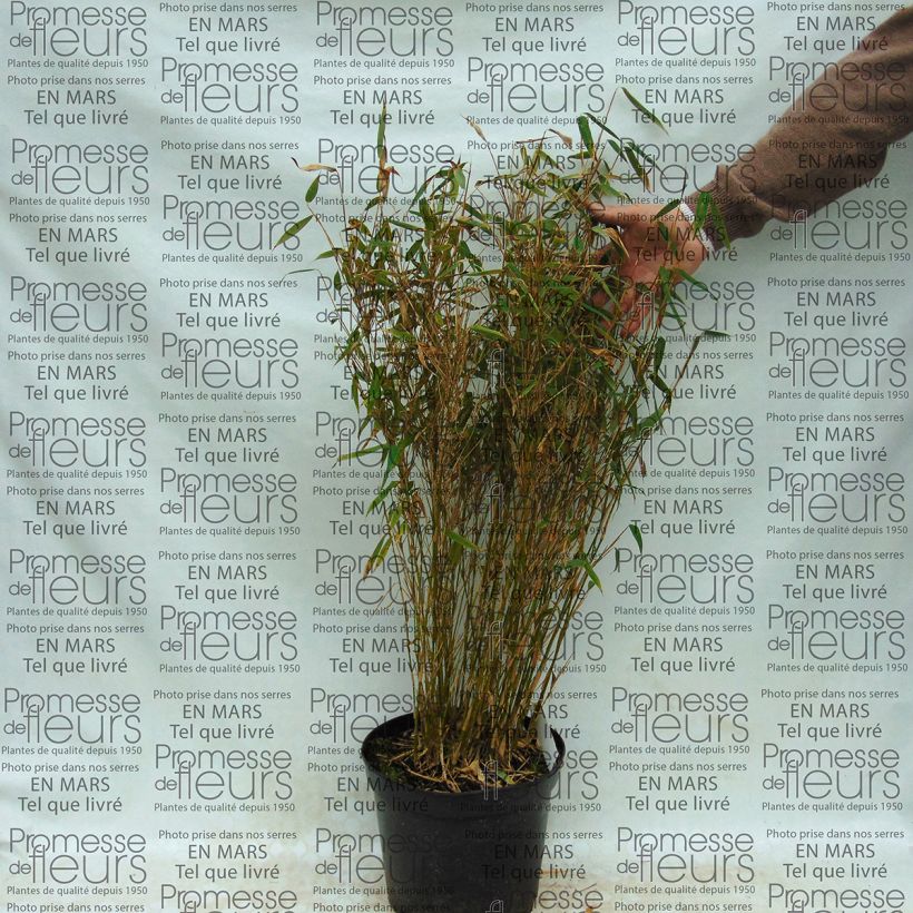 Example of Fargesia murielae Panda 2L/3L pot specimen as delivered