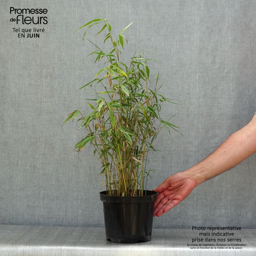 Fargesia robusta Tauro 4L/5L pot sample as delivered in summer