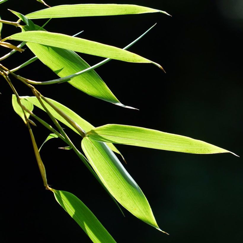 Fargesia murielae Elias (Foliage)