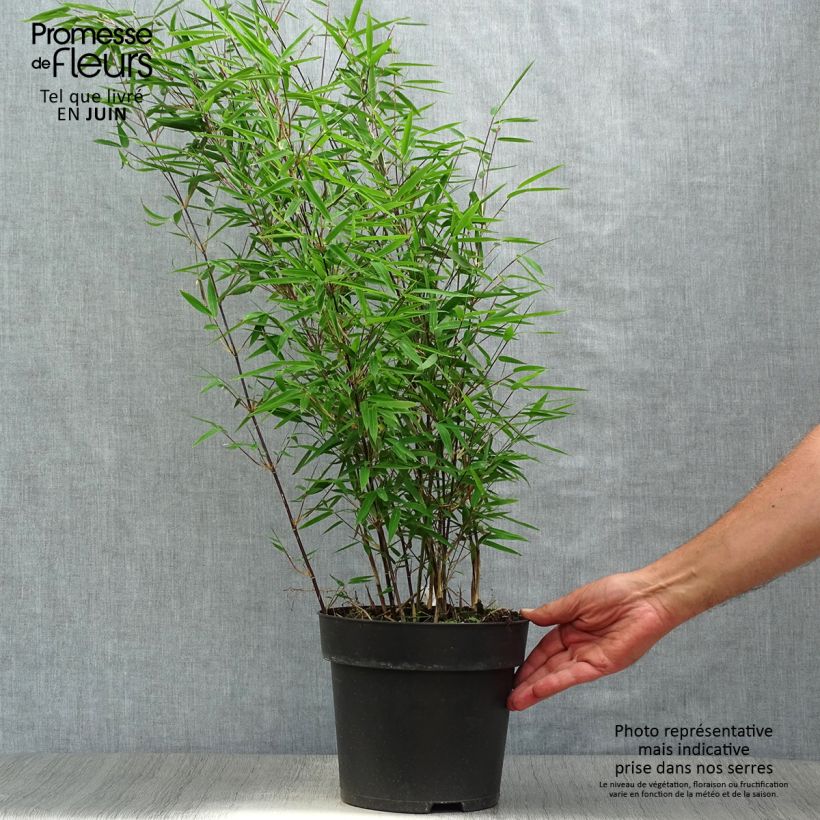 Fargesia nitida Black Pearl 4L/5L pot sample as delivered in summer