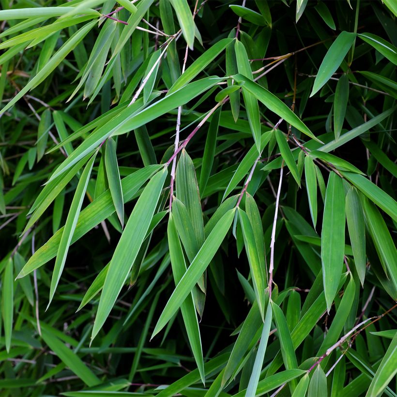 Fargesia nitida Gansu (Foliage)