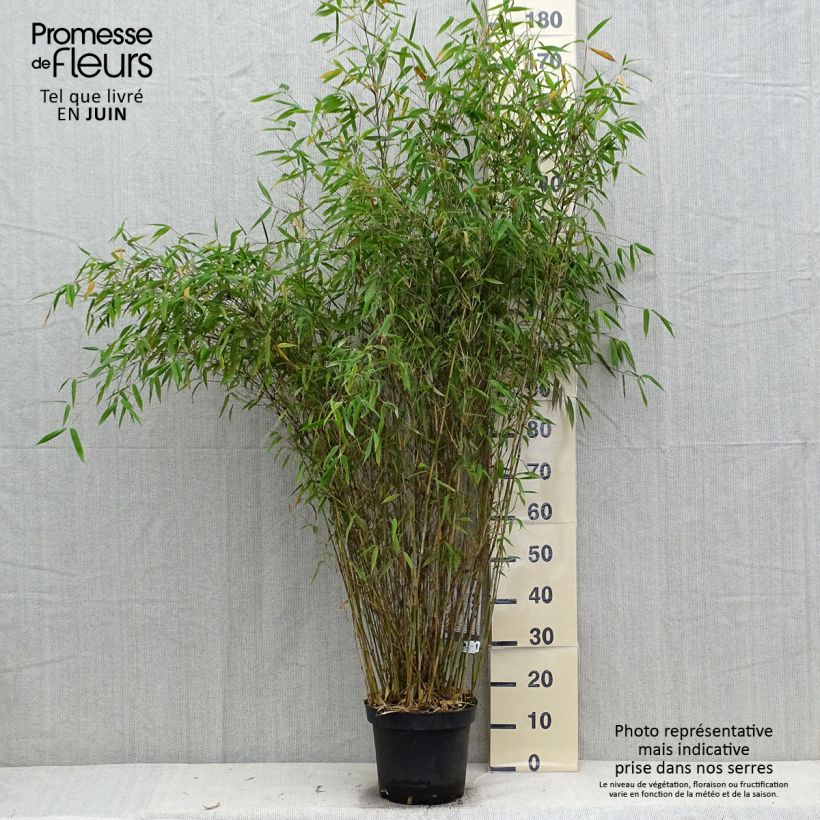 Fargesia nitida Great Wall 7.5L/10L pot sample as delivered in summer