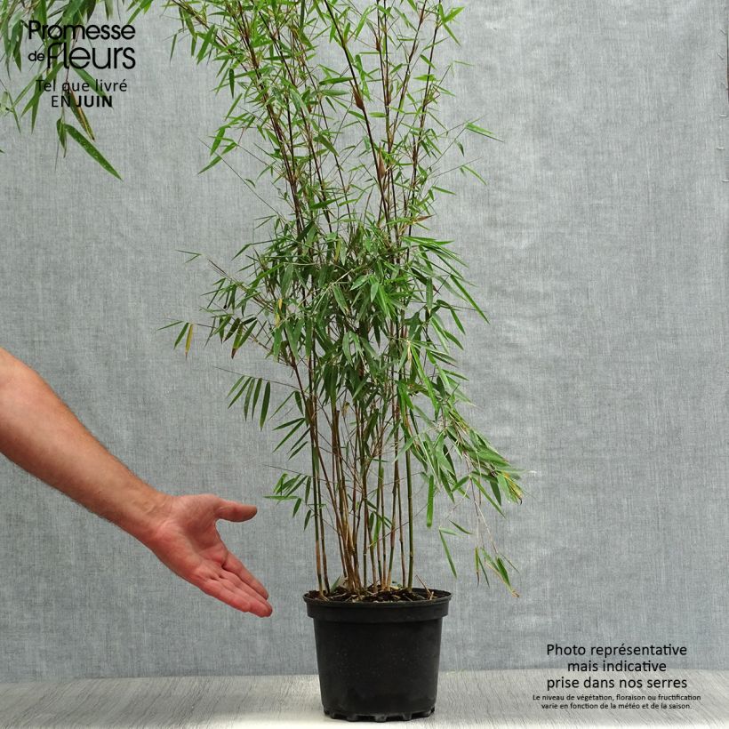 Fargesia nitida Jiu - Non-running Bamboo 2L/3L pot sample as delivered in summer