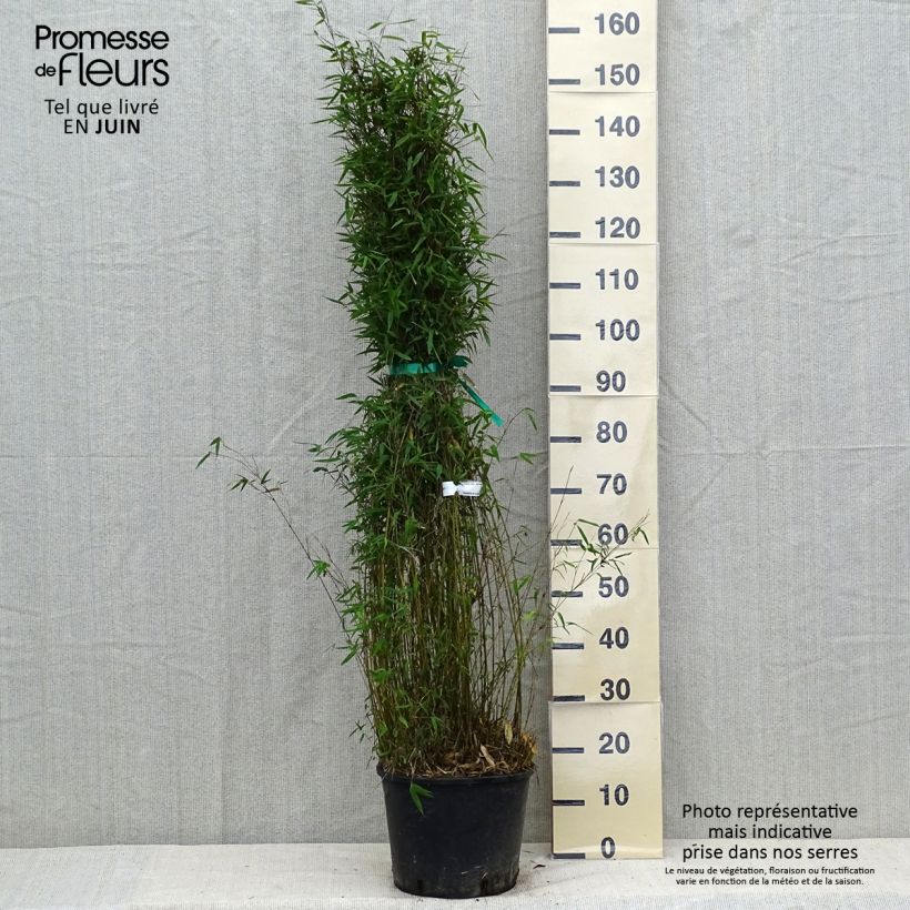 Fargesia nitida Red Dragon - Non-running bamboo 7.5L/10L pot sample as delivered in summer