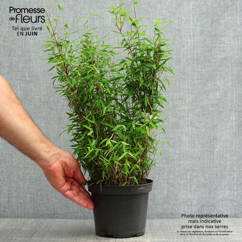 Fargesia nitida Red Dragon - Non-running bamboo 2L/3L pot sample as delivered in summer