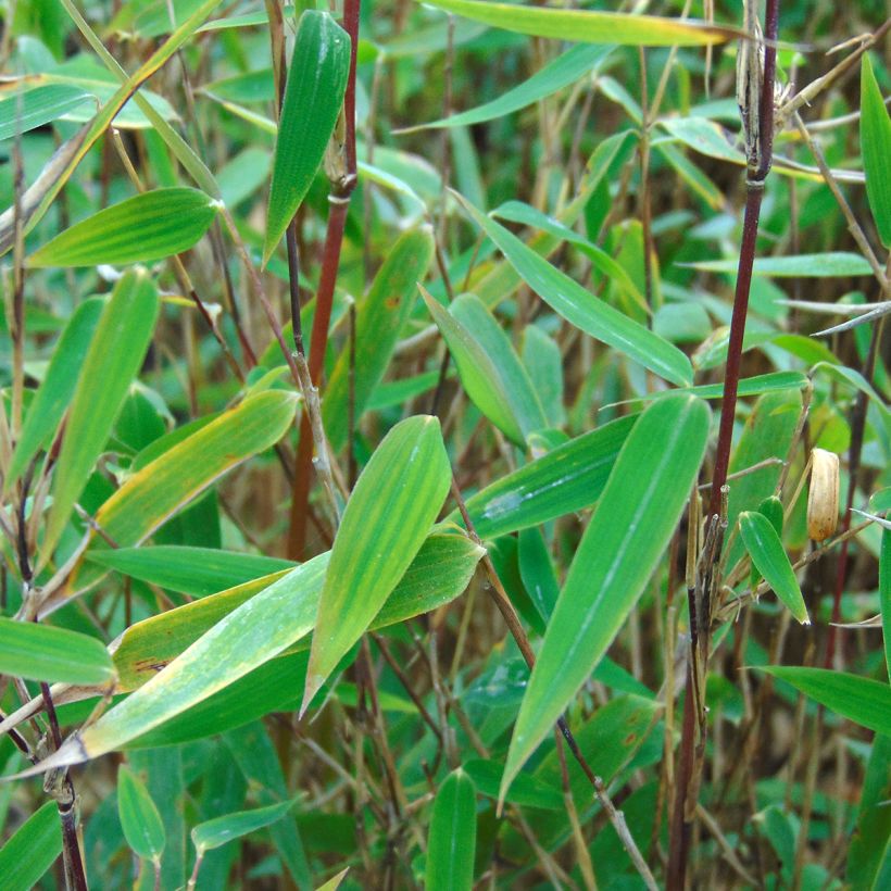 Fargesia nitida Red Dragon - Non-running bamboo (Foliage)