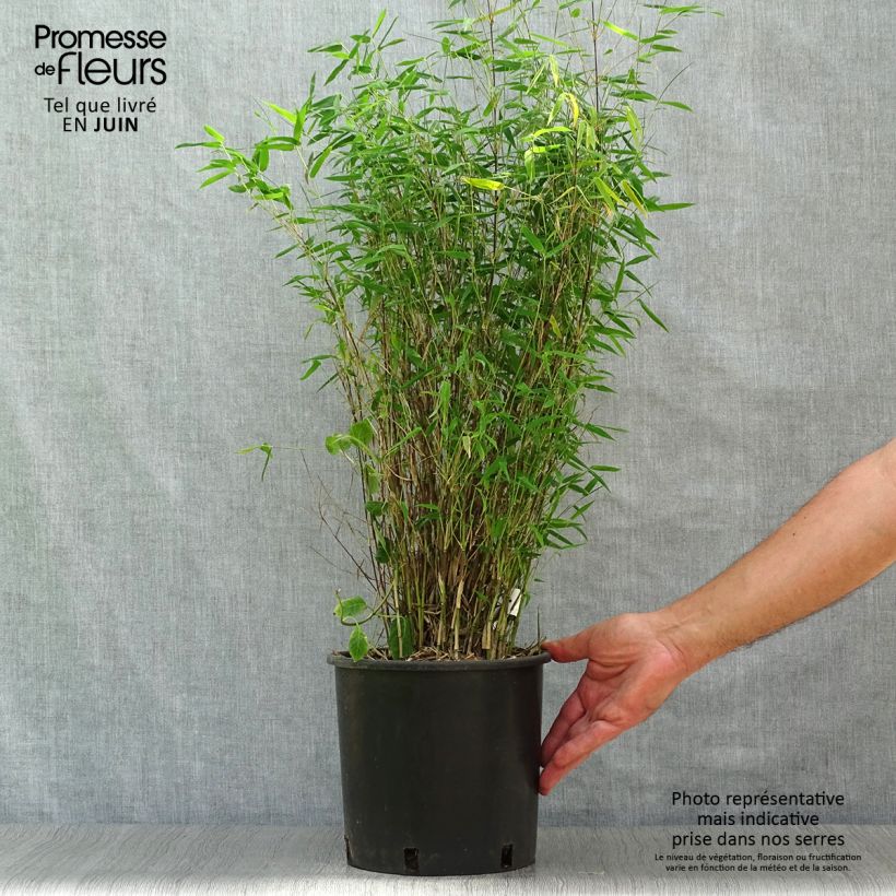 Fargesia nitida Red Dragon - Non-running bamboo 4L/5L pot sample as delivered in summer