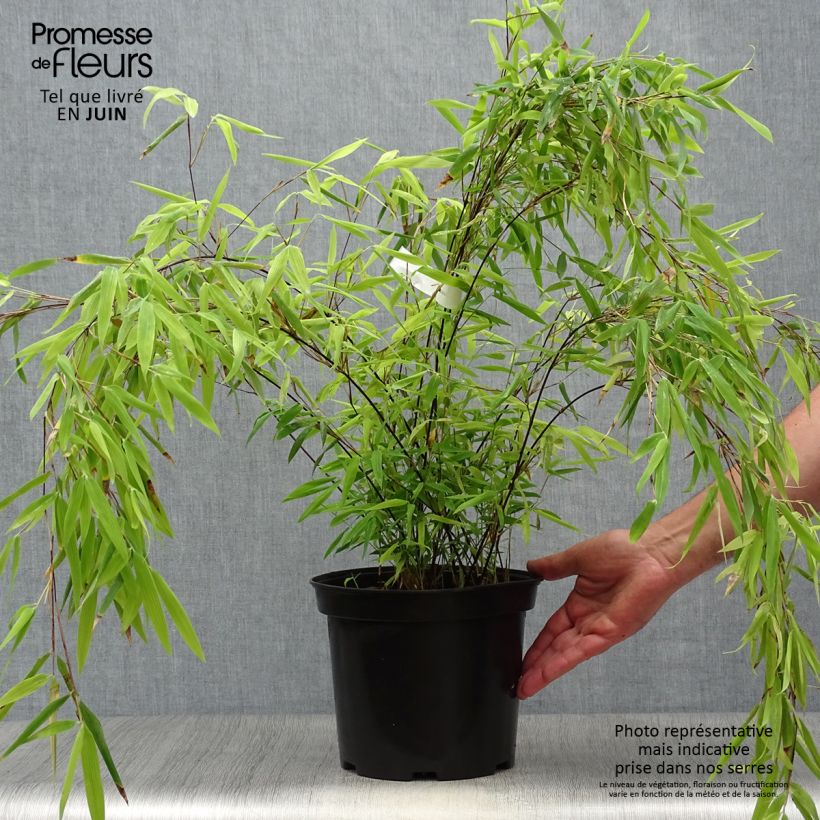 Fargesia nitida Volcano - Non-running Bamboo 4L/5L pot sample as delivered in summer