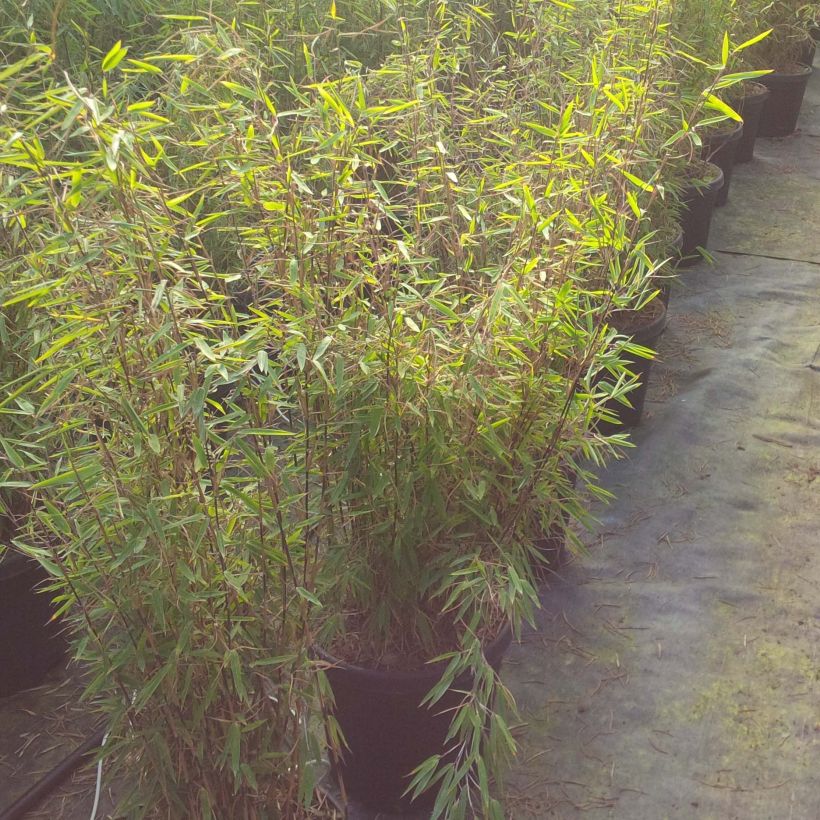 Fargesia nitida Volcano - Non-running Bamboo (Plant habit)