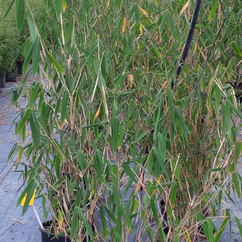 Fargesia papyrifera (Foliage)