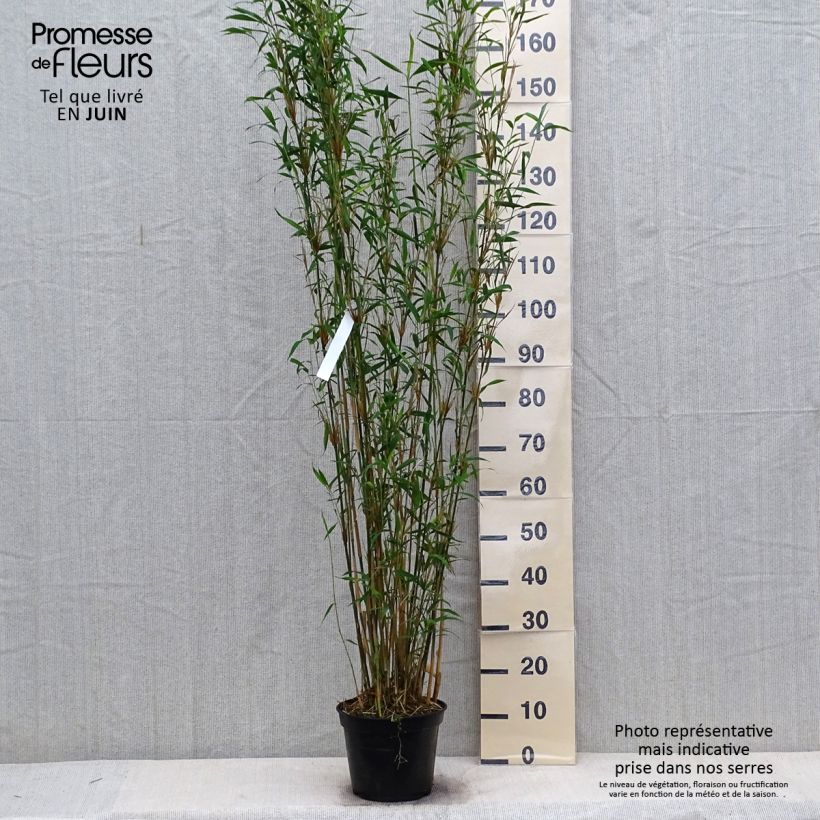 Fargesia papyrifera Blue Dragon - Non-running bamboo 4L/5L pot sample as delivered in summer