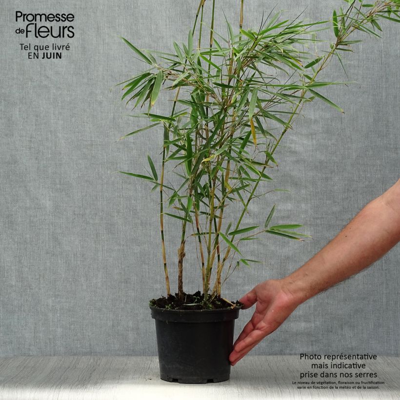 Fargesia robusta - Non-running Bamboo 2L/3L pot sample as delivered in summer