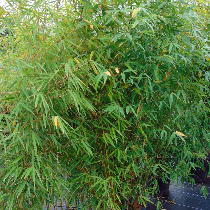 Fargesia robusta Campbell (Plant habit)