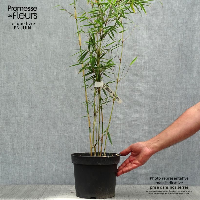 Fargesia robusta Campbell 3L/4L pot sample as delivered in summer