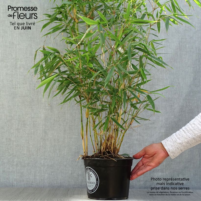 Fargesia robusta Pingwu - Non-running bamboo 4L/5L pot sample as delivered in summer