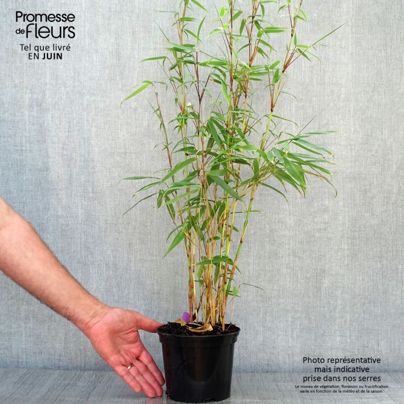 Fargesia robusta Pingwu - Non-running bamboo 2L/3L pot sample as delivered in summer