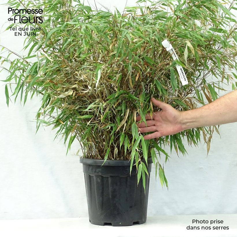 Fargesia robusta Wenchuan - Non-running bamboo 7.5L/10L pot sample as delivered in summer