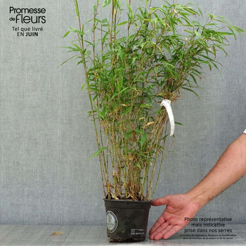 Fargesia robusta Wenchuan - Non-running bamboo 2L/3L pot sample as delivered in summer