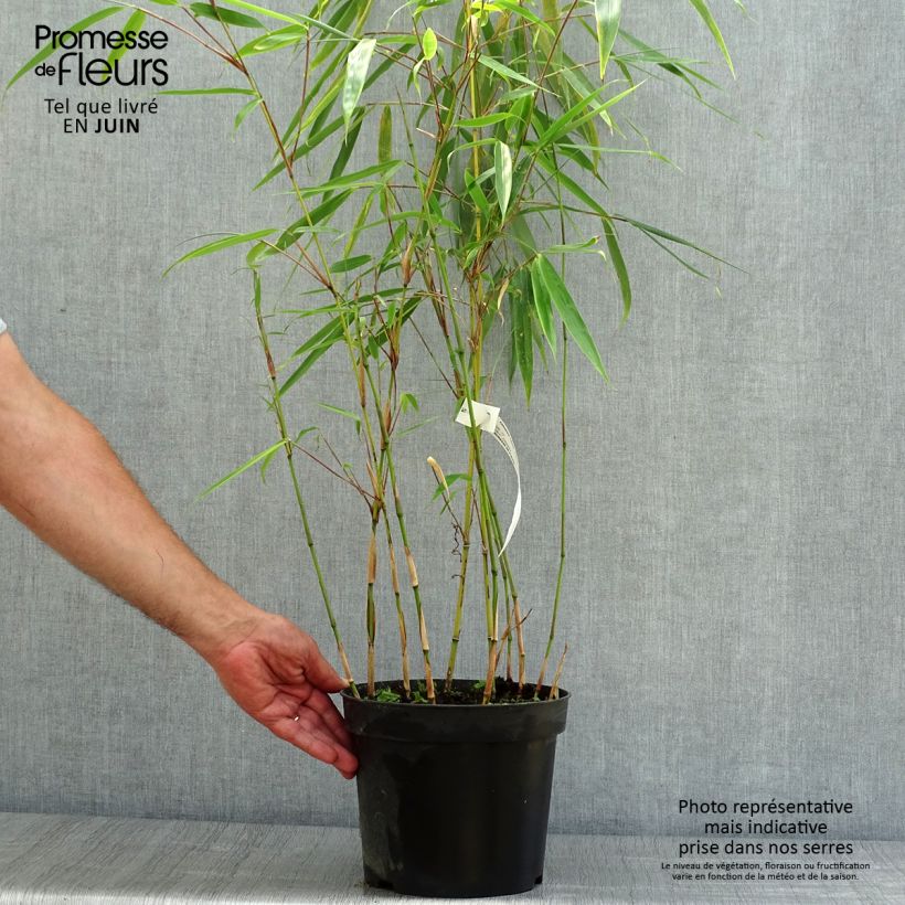 Fargesia robusta Wolong 4L/5L pot sample as delivered in summer
