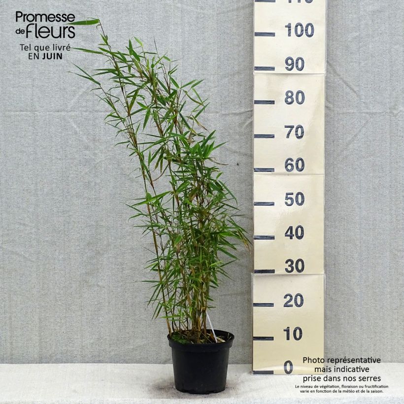 Fargesia robusta - Non-running Bamboo 4L/5L pot sample as delivered in summer