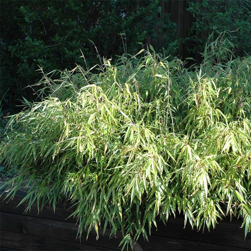 Fargesia rufa - Non-running Bamboo (Plant habit)