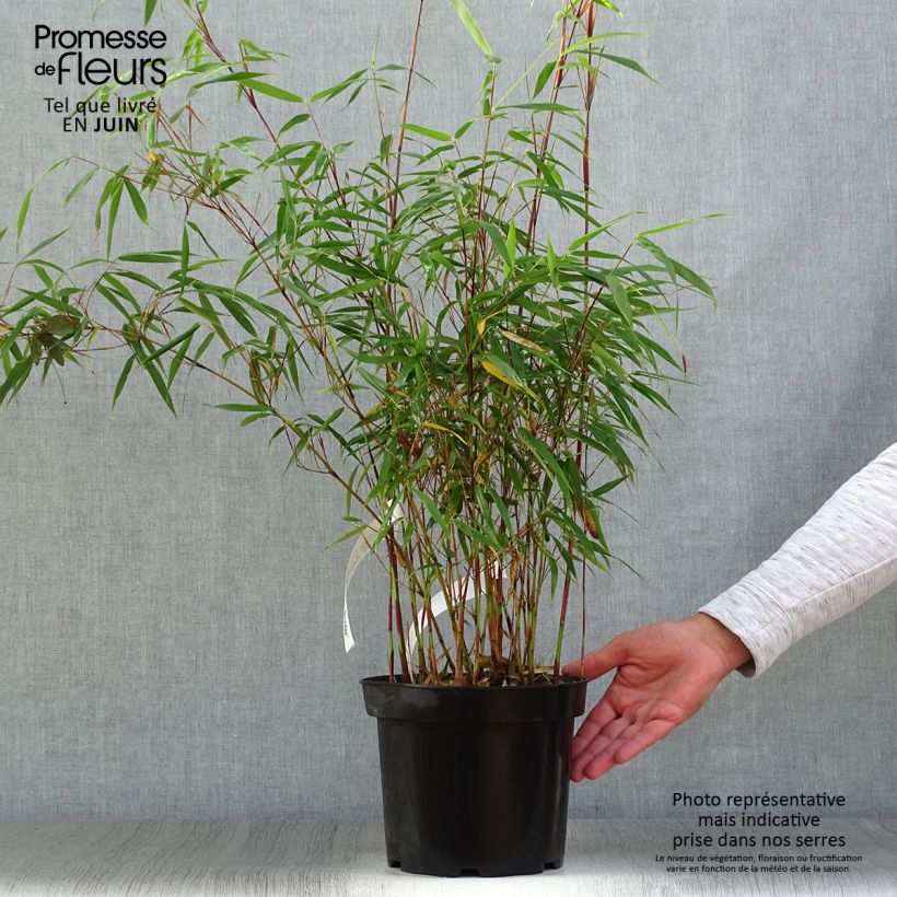 Fargesia scabrida Asian Wonder - Non-running Bamboo 4L/5L pot sample as delivered in summer