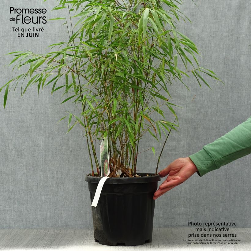 Fargesia scabrida Asian Wonder - Non-running Bamboo 7.5L/10L pot sample as delivered in summer