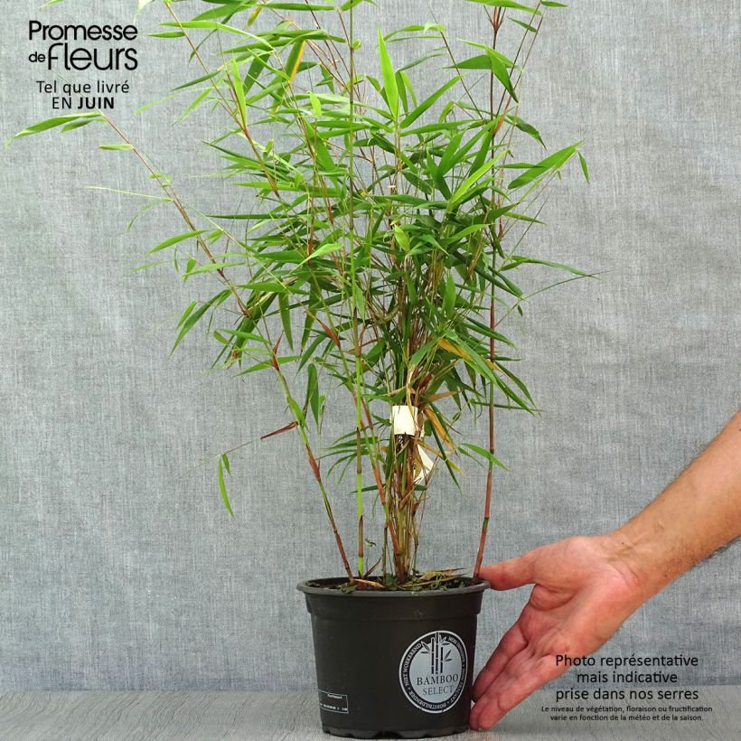 Fargesia scabrida Asian Wonder - Non-running Bamboo 2L/3L pot sample as delivered in summer