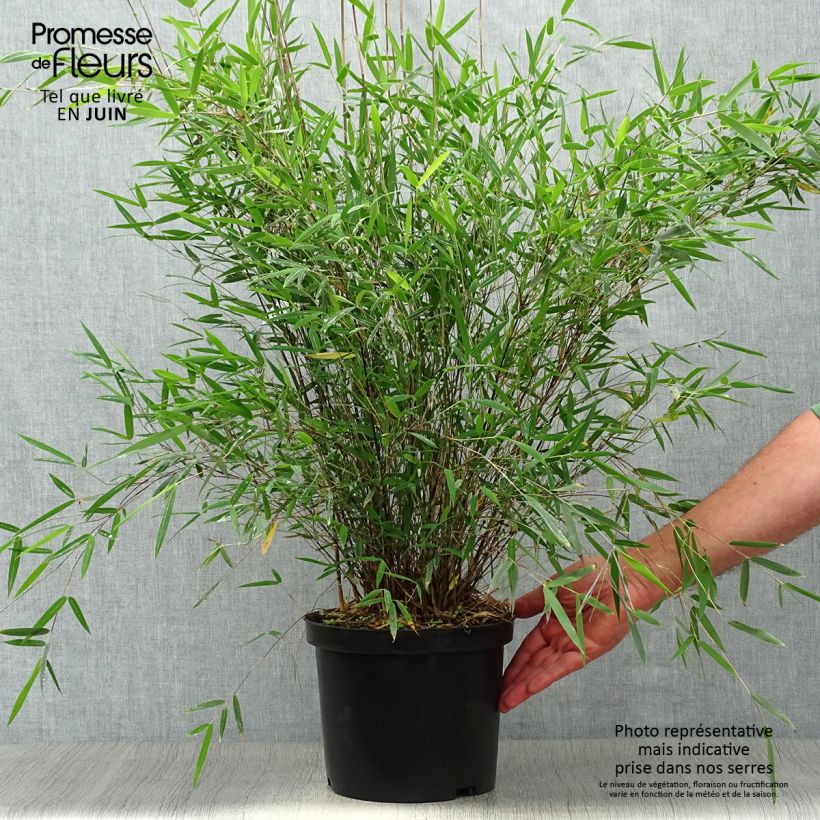 Fargesia Jiuzhaigou Deep Purple 4L/5L pot sample as delivered in summer