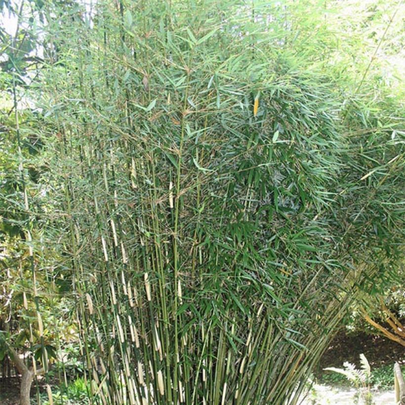 Fargesia robusta - Non-running Bamboo (Plant habit)