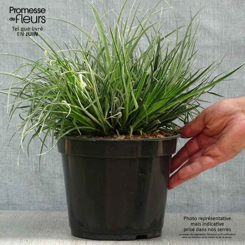 Fascicularia bicolor 3L/4L pot sample as delivered in summer
