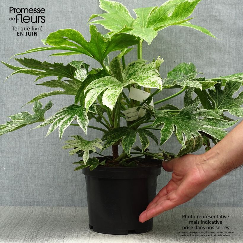 Fatsia japonica Spiders Web - Variegated False Aralia 2L/3L pot sample as delivered in summer