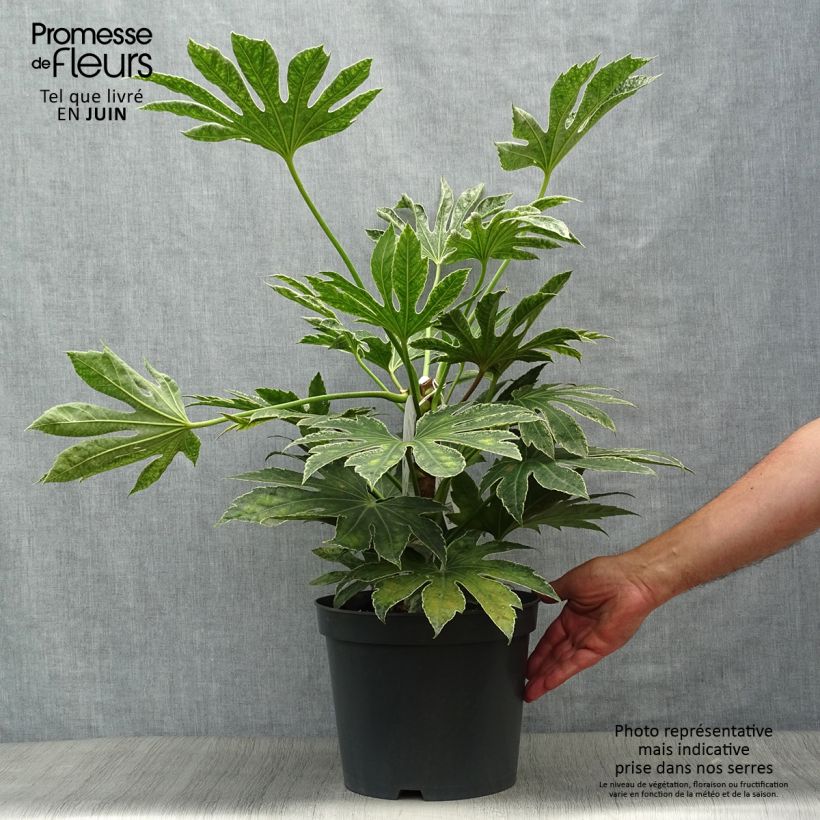 Fatsia japonica Spiders Web - Variegated False Aralia 6L/7L pot sample as delivered in summer