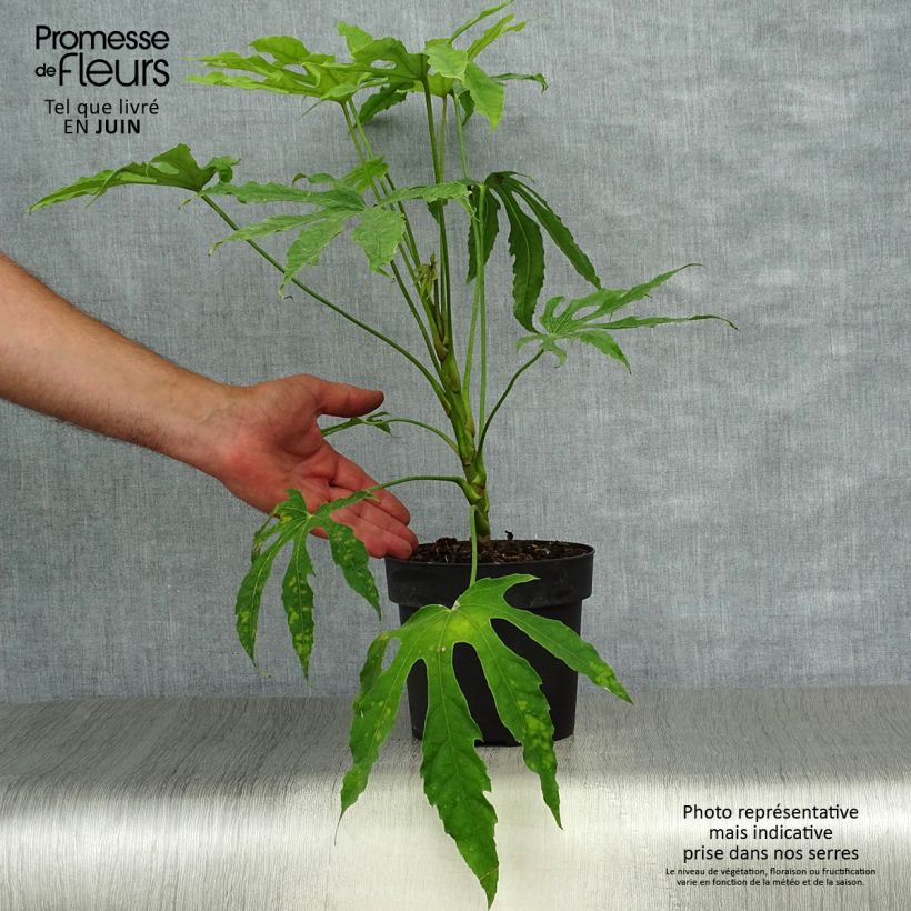 Fatsia polycarpa Green Fingers 2L/3L pot sample as delivered in summer