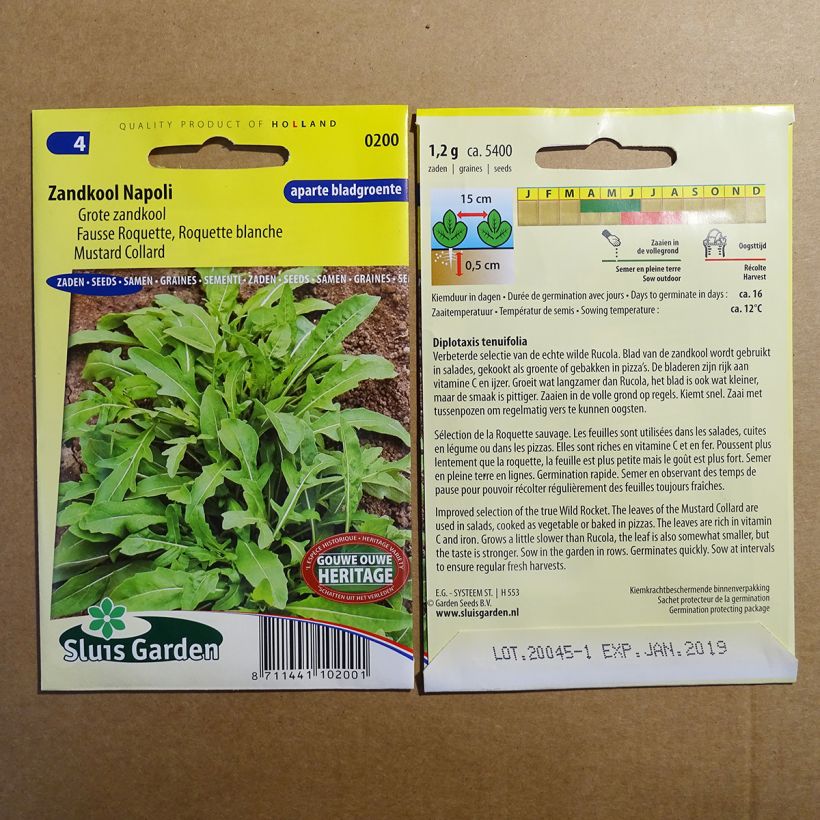 Example of Diplotaxis tenuifolia Rocket Napoli - Wild rocket per pack of 5400 seeds (1g) specimen as delivered