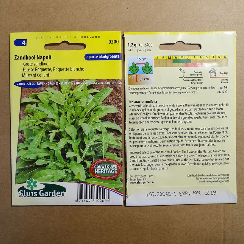 Example of Diplotaxis tenuifolia Rocket Napoli - Wild rocket specimen as delivered