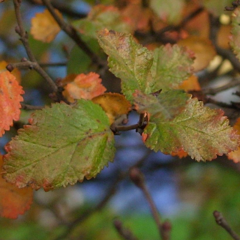 Nothofagus antarctica (Foliage)