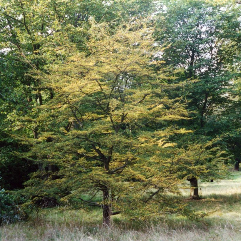 Nothofagus antarctica (Plant habit)