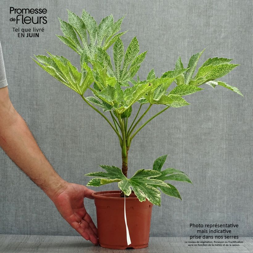 Fatsia japonica Variegata 3L/4L pot sample as delivered in summer